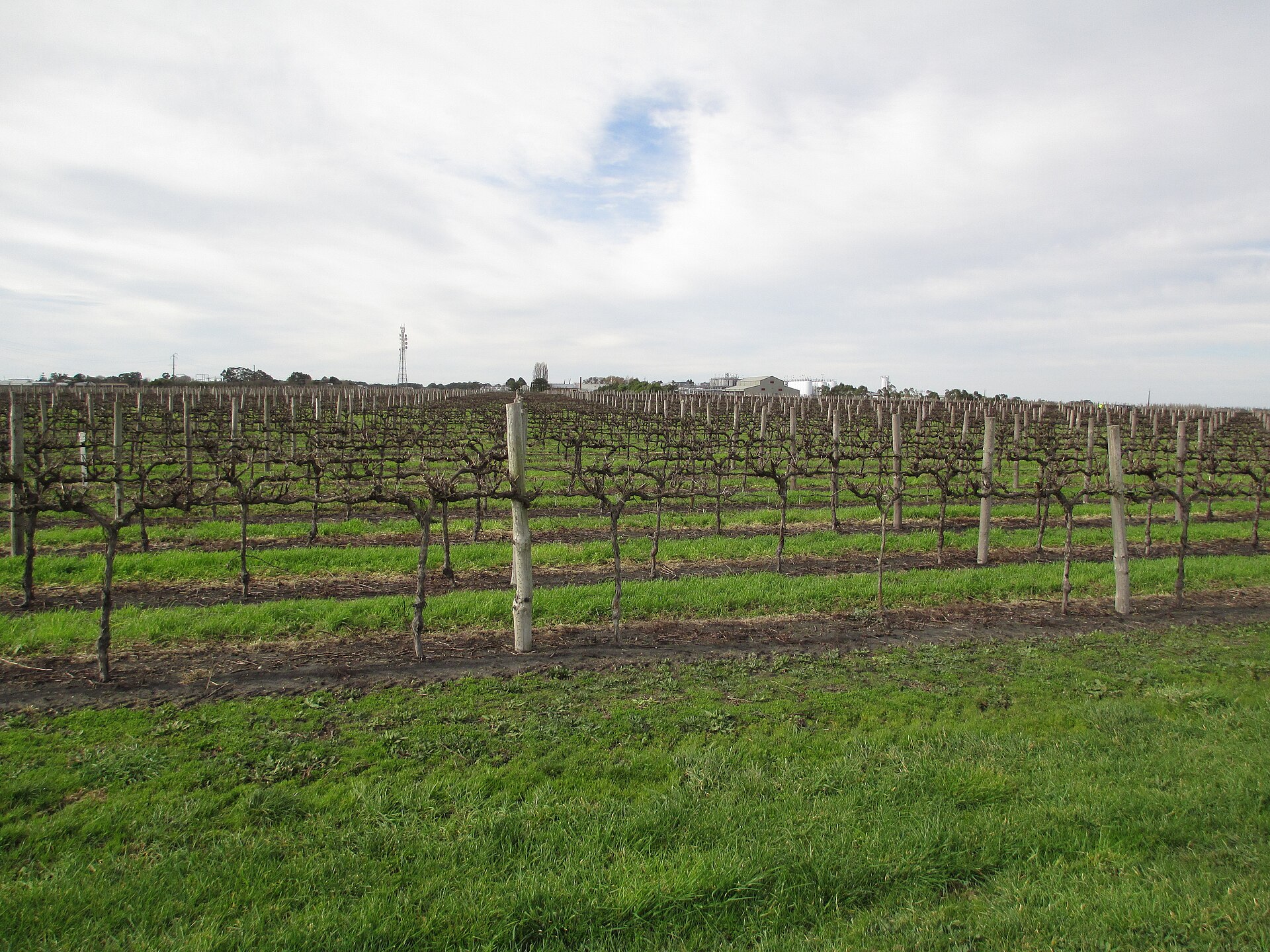 Balnaves of Coonawarra