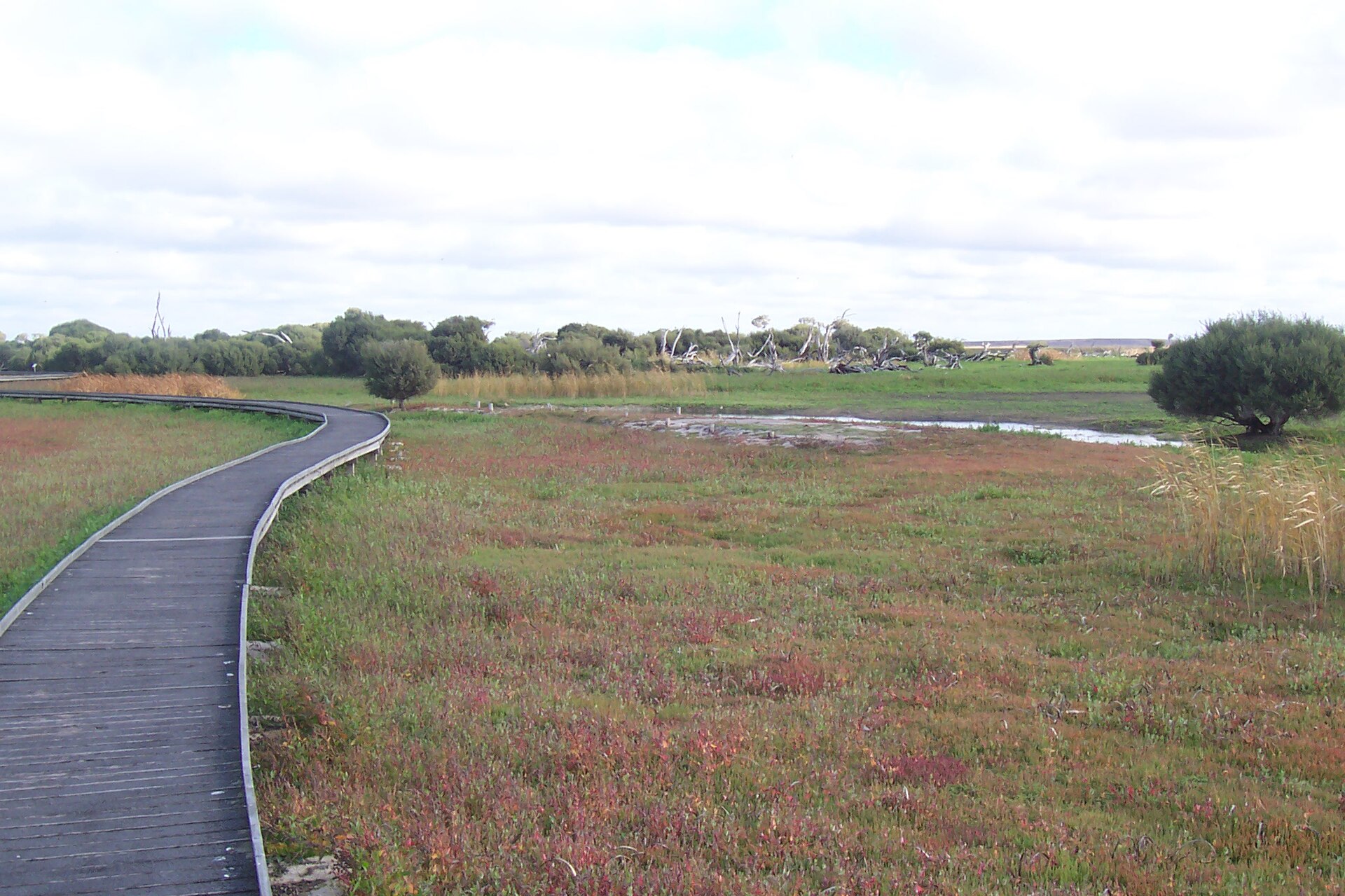 Wings over the Wetlands: A Birdwatcher's Limestone Coast